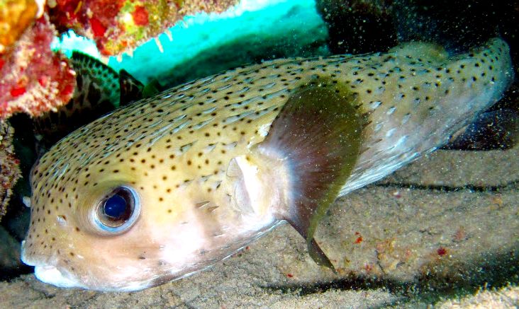 Diodon hystrix_05.jpg